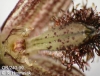 Bulbophyllum setuliferum  (3)